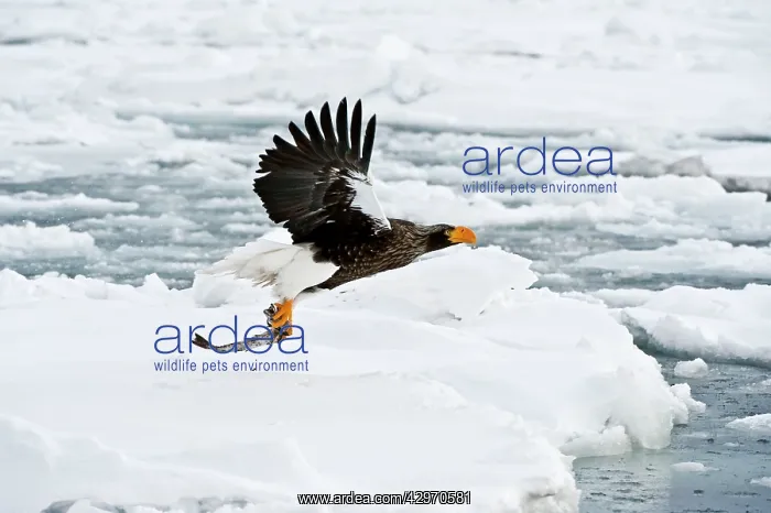 : Steller's Sea Eagle - in flight over sea ice with : Steller's Sea Eagle - in flight over sea ice with