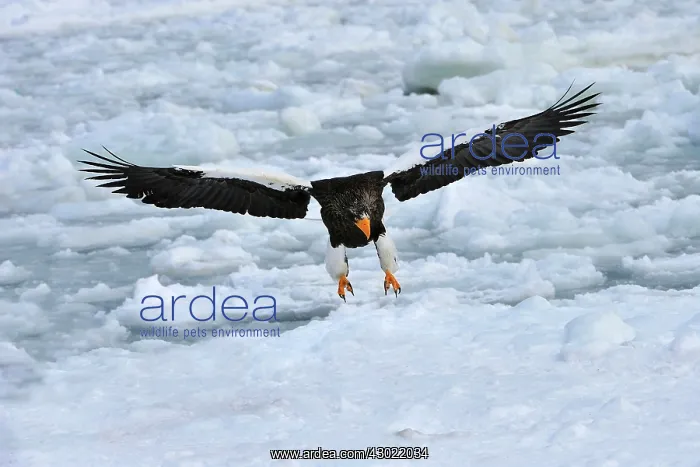 : Steller's Sea Eagle in flight in snow : Steller's Sea Eagle in flight in snow