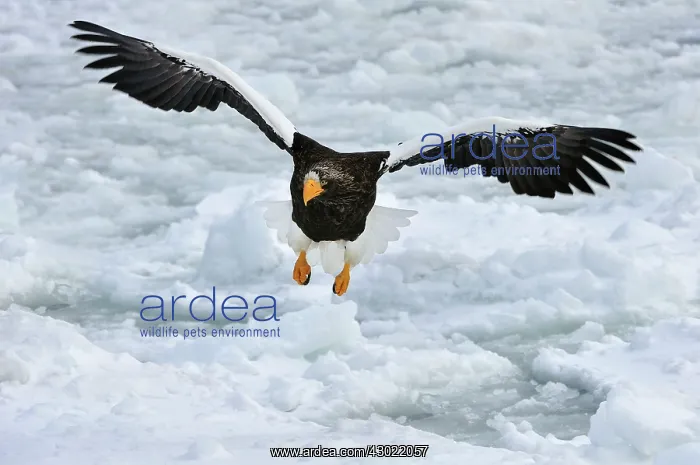 : Steller's Sea Eagle in flight in snow : Steller's Sea Eagle in flight in snow