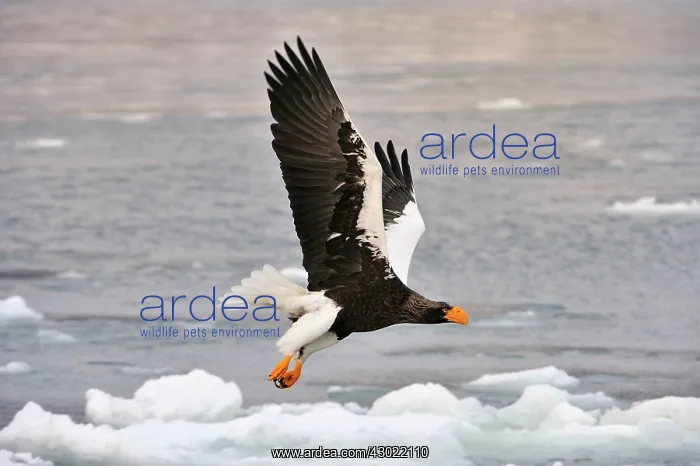 : Steller's Sea Eagle in flight in snow : Steller's Sea Eagle in flight in snow