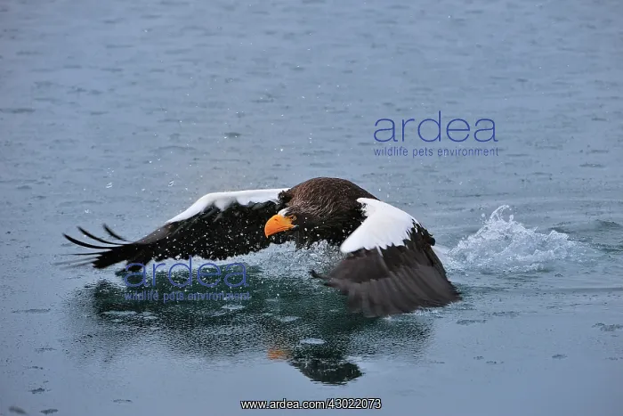 : Steller's Sea Eagle in flight above water : Steller's Sea Eagle in flight above water