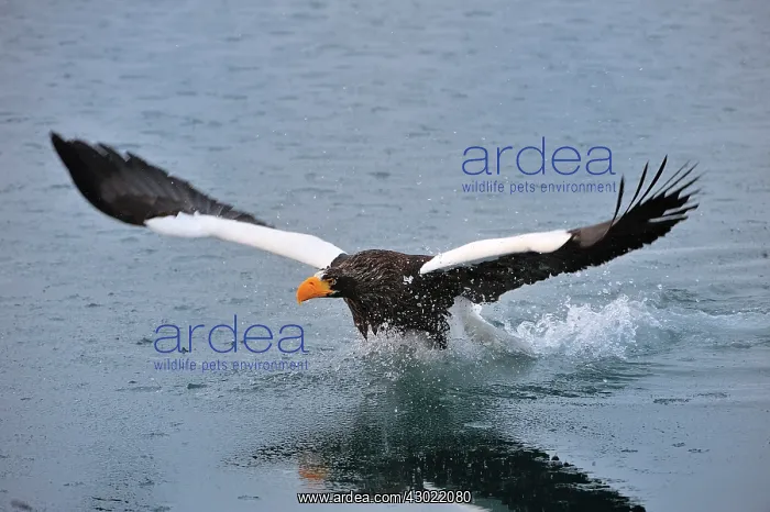 : Steller's Sea Eagle in flight above water : Steller's Sea Eagle in flight above water