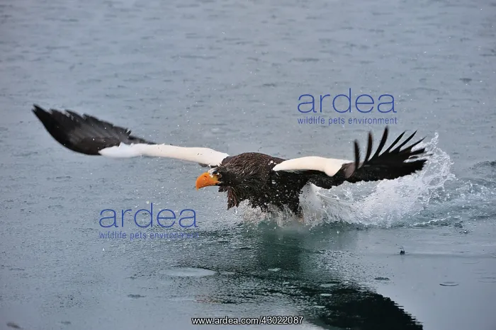 : Steller's Sea Eagle in flight above water : Steller's Sea Eagle in flight above water