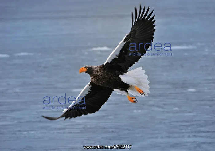 : Steller's Sea Eagle in flight above water : Steller's Sea Eagle in flight above water