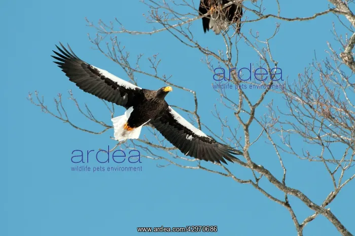 : Steller's Sea Eagle - flying into tree roost : Steller's Sea Eagle - flying into tree roost