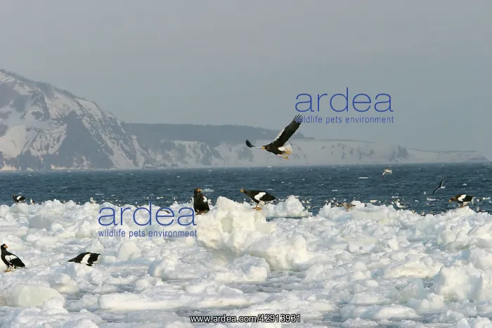 : Steller's Sea Eagle - group on ice : Steller's Sea Eagle - group on ice