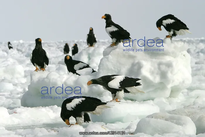 : Steller's Sea Eagle - group on ice : Steller's Sea Eagle - group on ice
