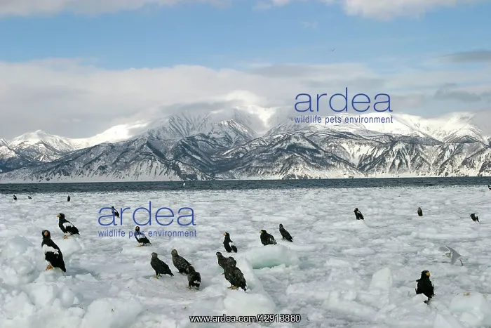 : Steller's Sea Eagle - group resting on ice : Steller's Sea Eagle - group resting on ice