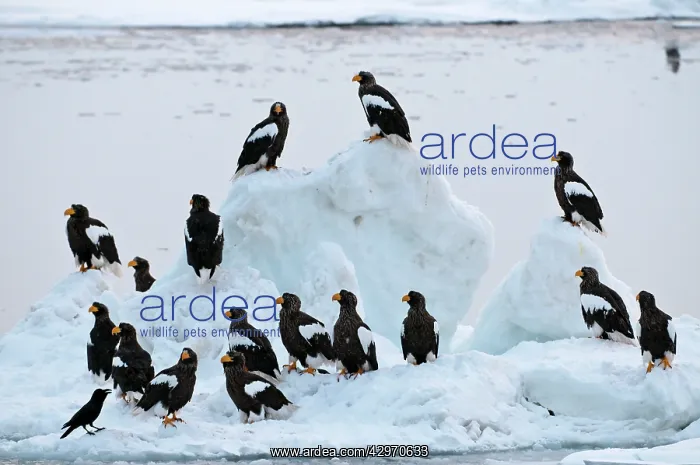 : Steller's Sea Eagle - group of sixteen - on ice floe : Steller's Sea Eagle - group of sixteen - on ice floe
