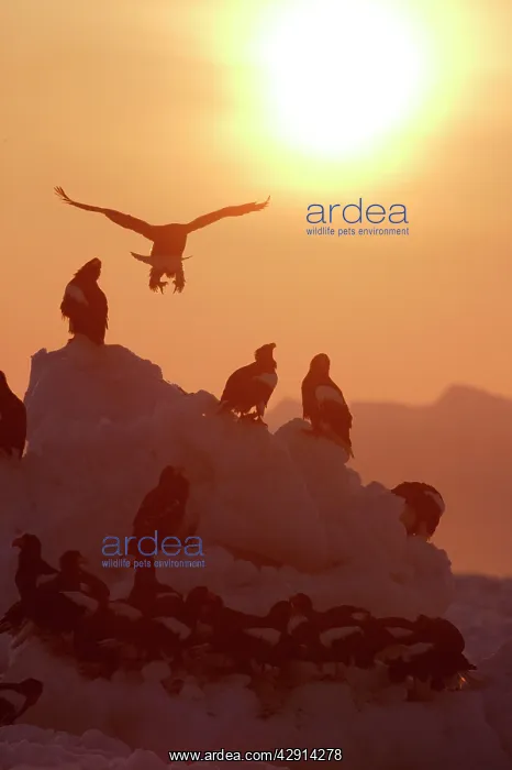 : Steller's Sea Eagle - group, with sunset behind : Steller's Sea Eagle - group, with sunset behind