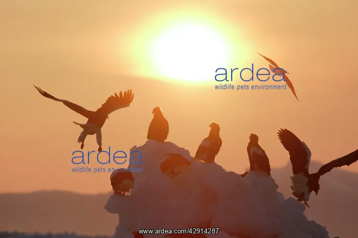 : Steller's Sea Eagle - group, with sunset behind : Steller's Sea Eagle - group, with sunset behind