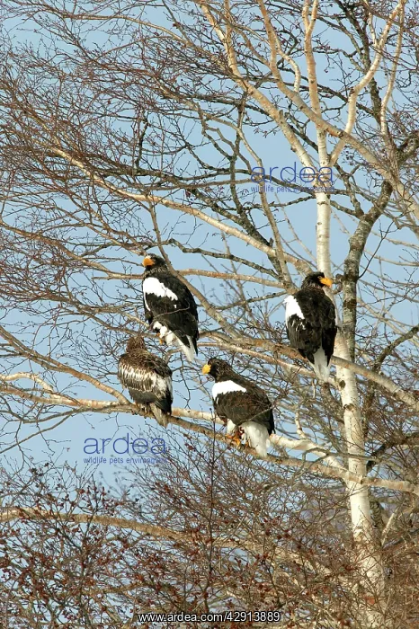 : Steller's Sea Eagle - group in tree : Steller's Sea Eagle - group in tree