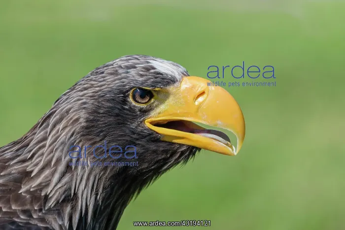 : Steller's sea eagle (Haliaeetus pelagicus) : Steller's sea eagle (Haliaeetus pelagicus)