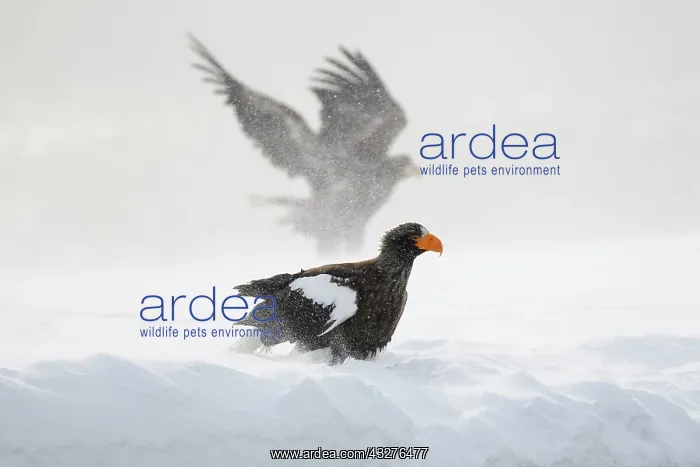  : Steller's sea eagle (Haliaeetus pelagicus) in the