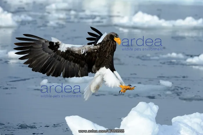 : Steller's Sea Eagle (Haliaeetus pelagicus) in flight : Steller's Sea Eagle (Haliaeetus pelagicus) in flight