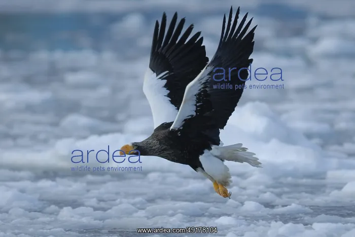 : Steller's Sea Eagle (Haliaeetus pelagicus) flying : Steller's Sea Eagle (Haliaeetus pelagicus) flying
