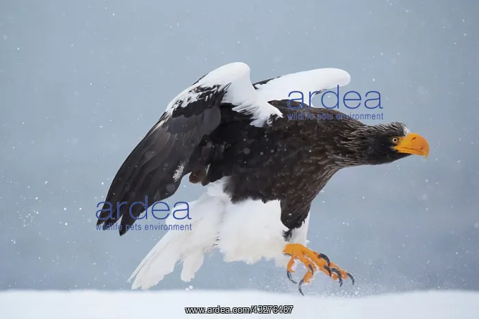 : Steller's sea eagle (Haliaeetus pelagicus) landing : Steller's sea eagle (Haliaeetus pelagicus) landing