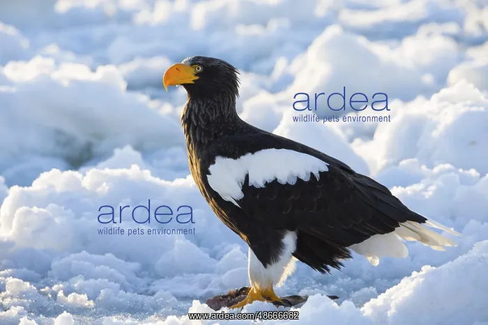 : Steller's Sea Eagle (Haliaeetus pelagicus) on snow : Steller's Sea Eagle (Haliaeetus pelagicus) on snow