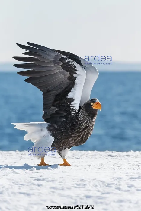 : Steller's sea eagle (Haliaeetus pelagicus) stands : Steller's sea eagle (Haliaeetus pelagicus) stands