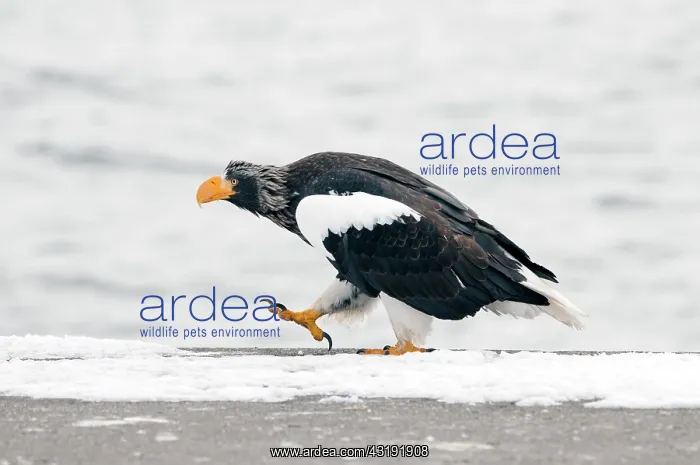 : Steller's sea eagle (Haliaeetus pelagicus) walking : Steller's sea eagle (Haliaeetus pelagicus) walking