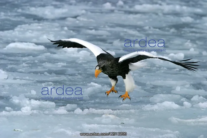 : Steller's Sea Eagle - landing : Steller's Sea Eagle - landing