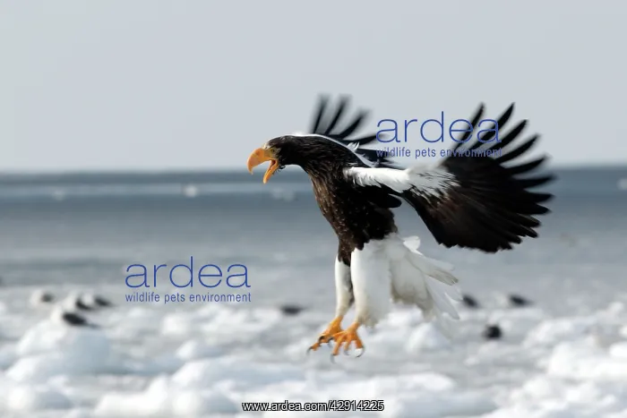 : Steller's Sea Eagle - landing : Steller's Sea Eagle - landing
