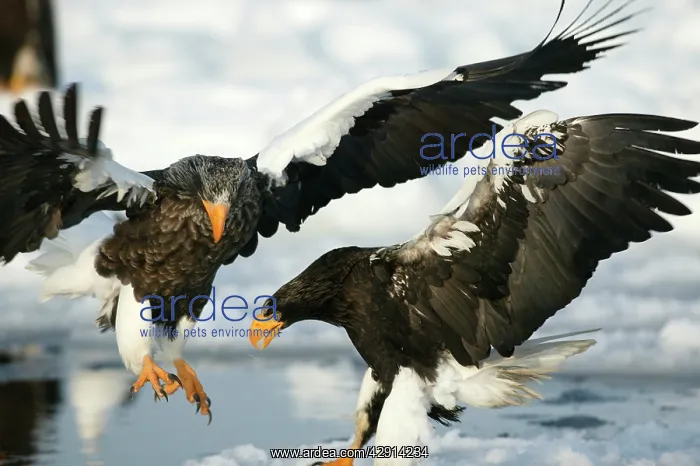 : Steller's Sea Eagle - two landing : Steller's Sea Eagle - two landing