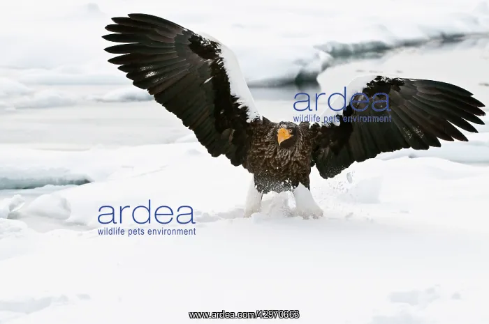 : Steller's Sea Eagle - landing on sea ice wings raised : Steller's Sea Eagle - landing on sea ice wings raised