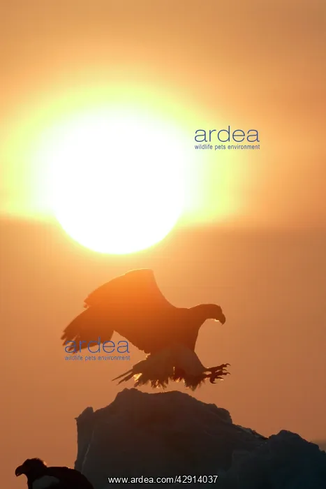 : Steller's Sea Eagle - landing, with sunset behind : Steller's Sea Eagle - landing, with sunset behind