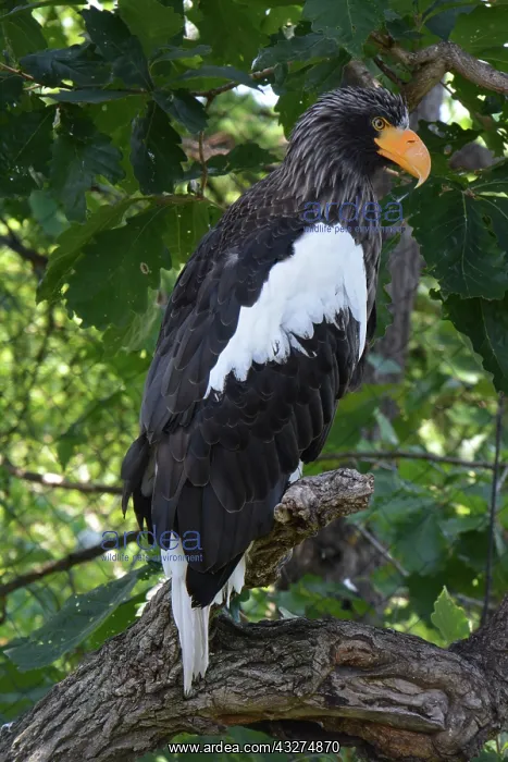 : Steller's Sea Eagle, north-western Pacific coasts : Steller's Sea Eagle, north-western Pacific coasts