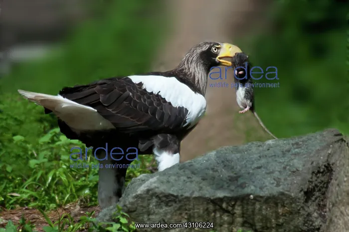: Steller's Sea Eagle With Prey : Steller's Sea Eagle With Prey