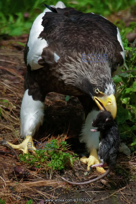 : Steller's Sea Eagle With Prey : Steller's Sea Eagle With Prey