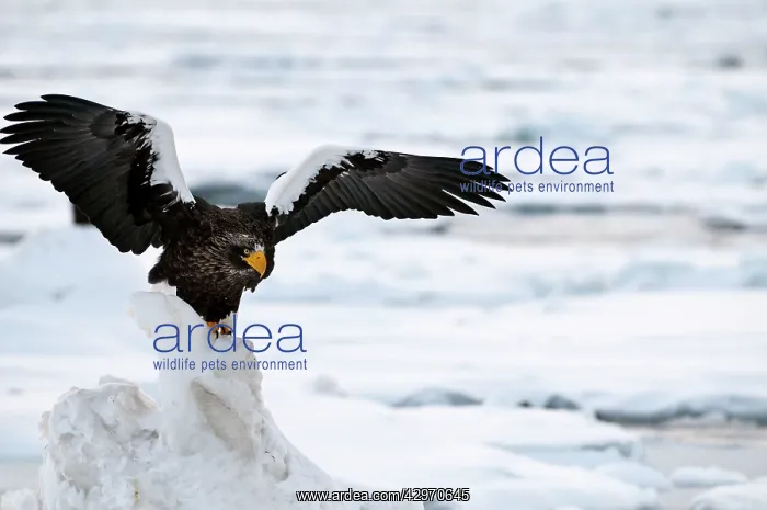 : Steller's Sea Eagle - with raised wings - on ice floe : Steller's Sea Eagle - with raised wings - on ice floe