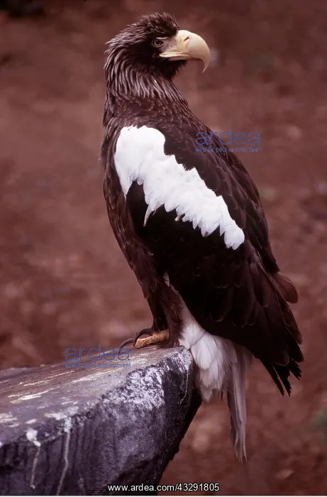 : STELLER'S SEA EAGLE - on rock : STELLER'S SEA EAGLE - on rock