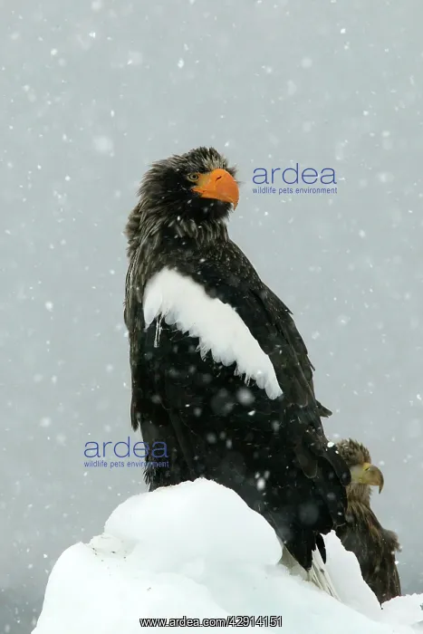: Steller's Sea Eagle - in snow : Steller's Sea Eagle - in snow