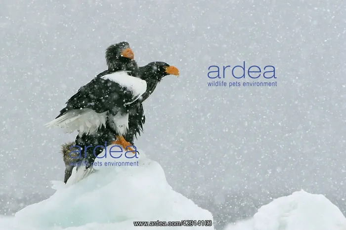 : Steller's Sea Eagle - two in snow : Steller's Sea Eagle - two in snow