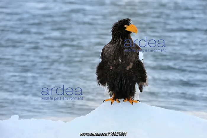 : Steller's Sea Eagle in snow : Steller's Sea Eagle in snow