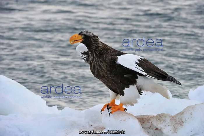 : Steller's Sea Eagle in snow : Steller's Sea Eagle in snow