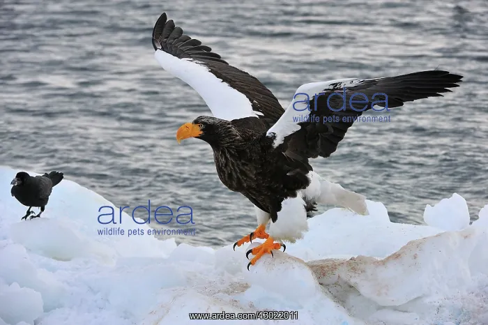 : Steller's Sea Eagle in snow : Steller's Sea Eagle in snow