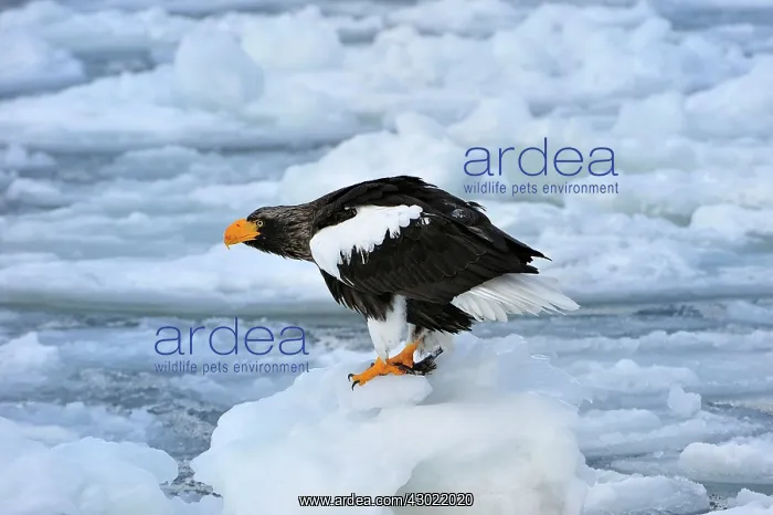 : Steller's Sea Eagle in snow : Steller's Sea Eagle in snow