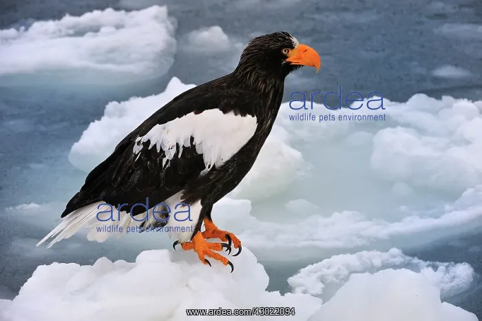 : Steller's Sea Eagle in snow : Steller's Sea Eagle in snow