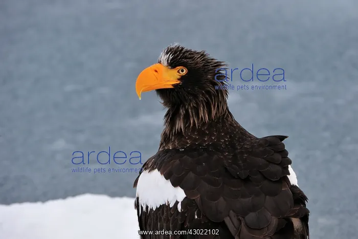  : Steller's Sea Eagle in snow