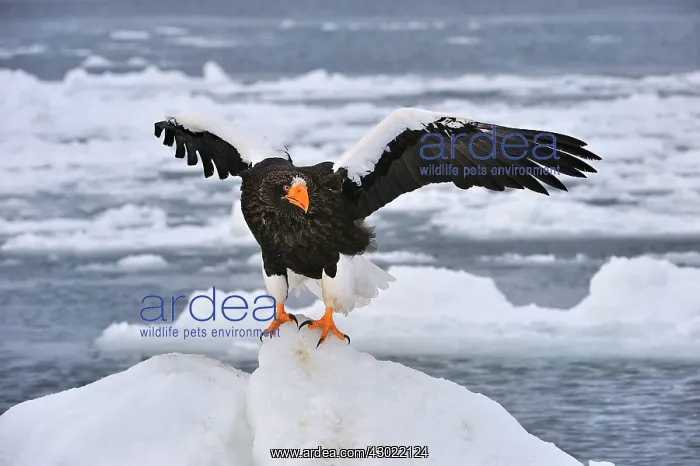 : Steller's Sea Eagle in snow : Steller's Sea Eagle in snow