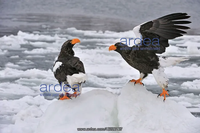 : Steller's Sea Eagle in snow : Steller's Sea Eagle in snow