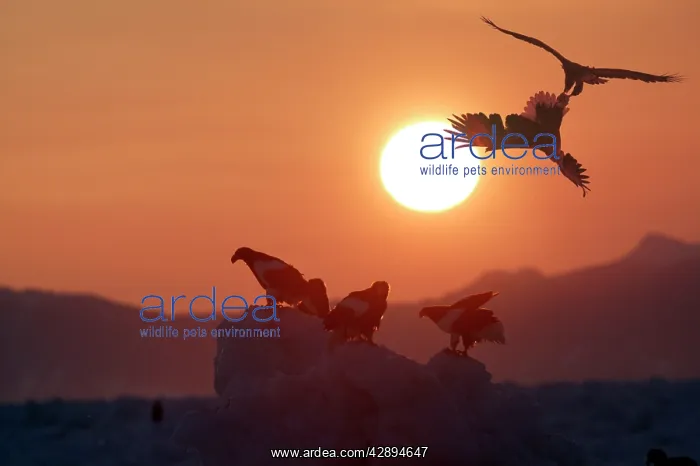 : Steller's Sea Eagle - at sunset : Steller's Sea Eagle - at sunset