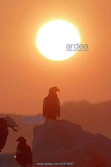 : Steller's Sea Eagle - with sunset behind : Steller's Sea Eagle - with sunset behind