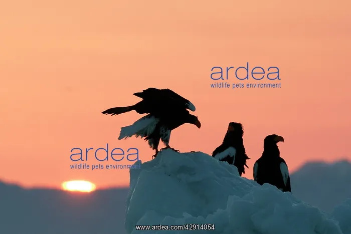 : Steller's Sea Eagle - three, with sunset behind : Steller's Sea Eagle - three, with sunset behind