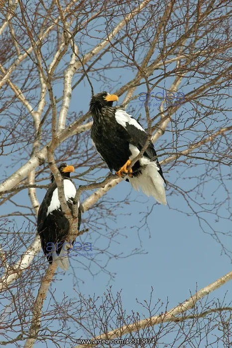 : Steller's Sea Eagle - two in tree : Steller's Sea Eagle - two in tree