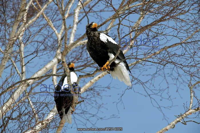 : Steller's Sea Eagle - two in tree : Steller's Sea Eagle - two in tree