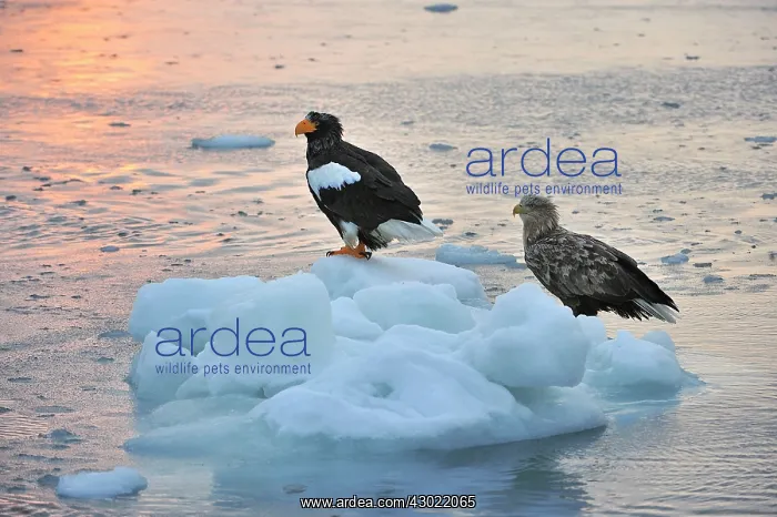 : Steller's Sea Eagle with White-tailed Eagle (Haliaeetus : Steller's Sea Eagle with White-tailed Eagle (Haliaeetus
